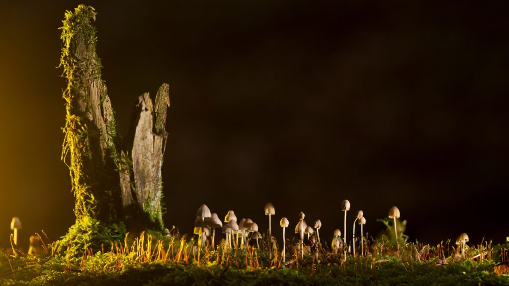 Small mushrooms growing amidst dappled sunlight in the forest.