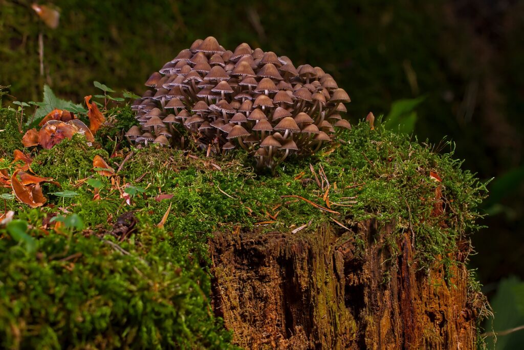 A cluster of small mushrooms growing on a log.