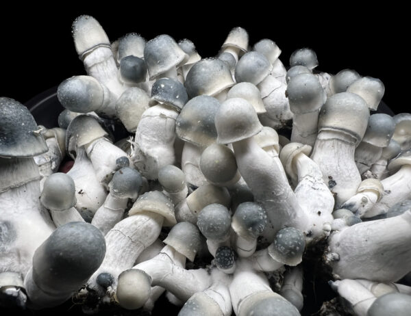 Close-up view of Albino Penis Envy Psilocybe Cubensis Mushroom Spores.