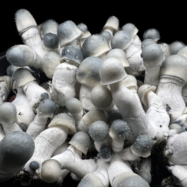 Close-up view of Albino Penis Envy Psilocybe Cubensis Mushroom Spores.