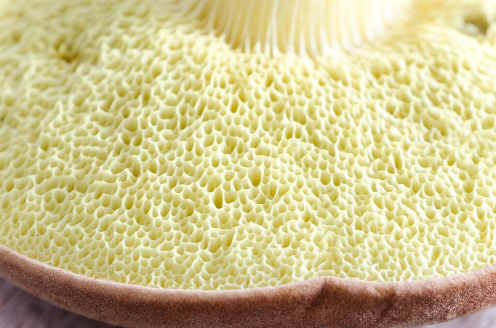 Close-up view of the underside of a mushroom cap, showing gills and spore-bearing structures.