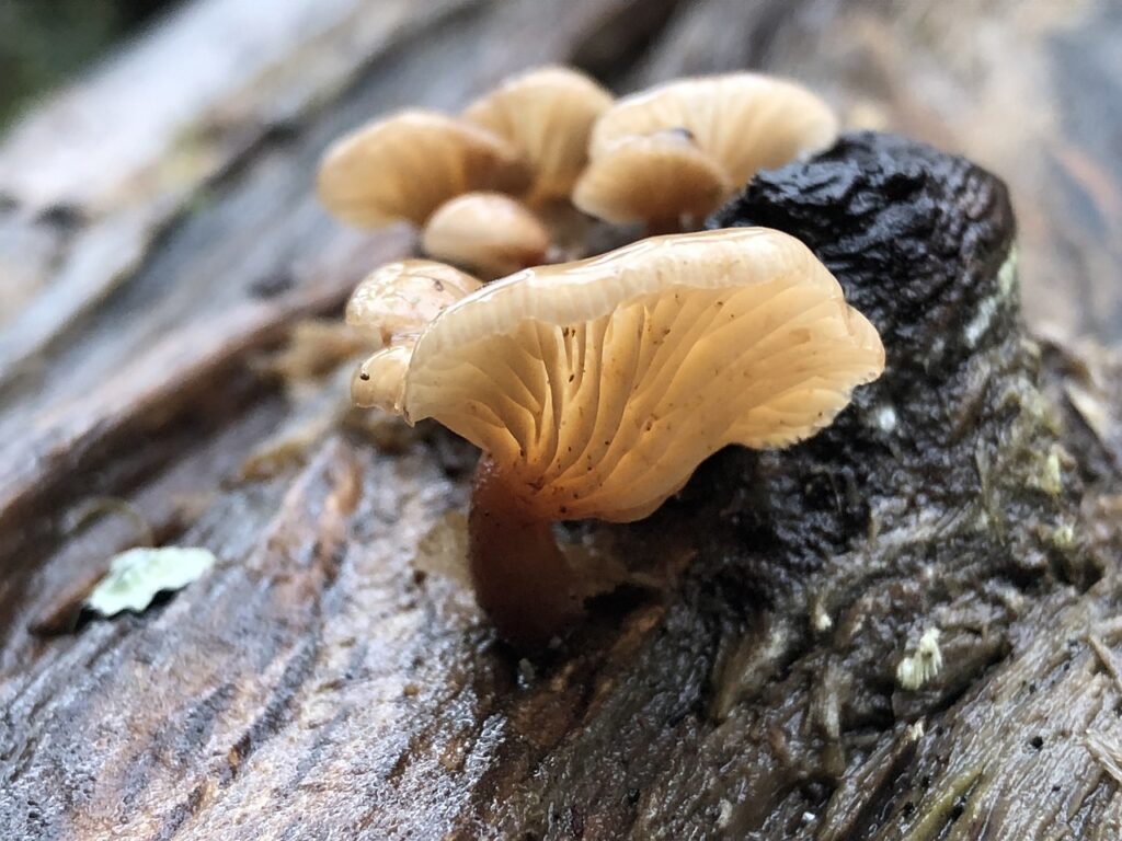 Close-up view of a mushroom growing from the side of a tree, with visible spore-bearing structures on the underside.