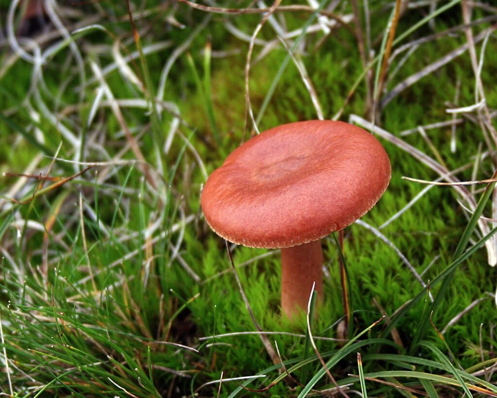 Vibrant red-capped mushroom standing tall in a field, with surrounding grass.