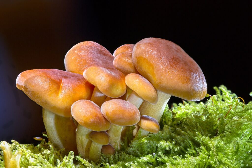 Cluster of vibrant orange mushrooms growing on forest floor, with mushroom spores visible underneath.