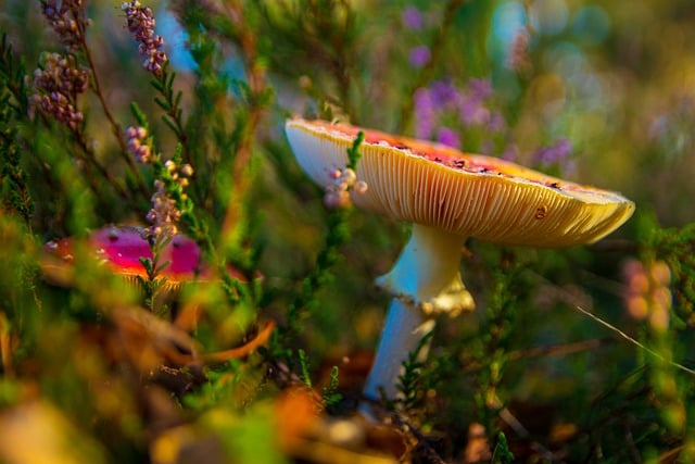 Vibrant cluster of colorful mushroom growing in the forest.