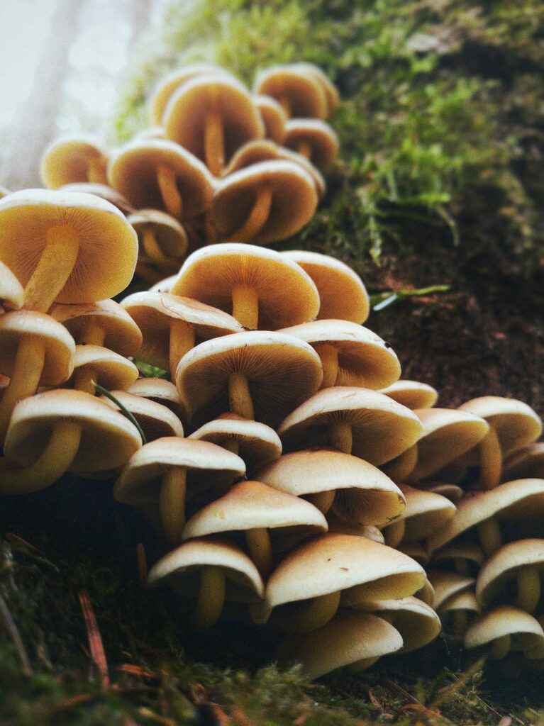 Mushrooms growing on a tree trunk in a forest ecosystem.