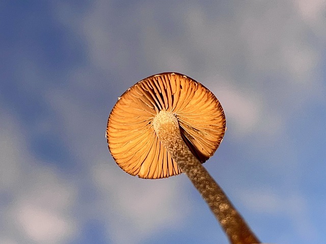 Close-up view of the underside of a mushroom cap, revealing gills and spore-producing structures.