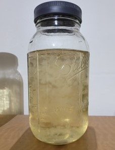 Glass jar containing liquid mushroom culture, showcasing mycelial growth in a nutrient-rich medium.