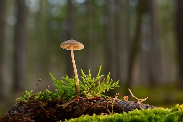 A psilocybin mushroom growing among foliage in the forest.