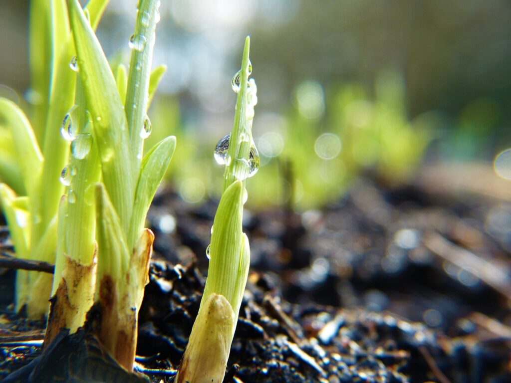 Close-up of grass shoots with water droplets.