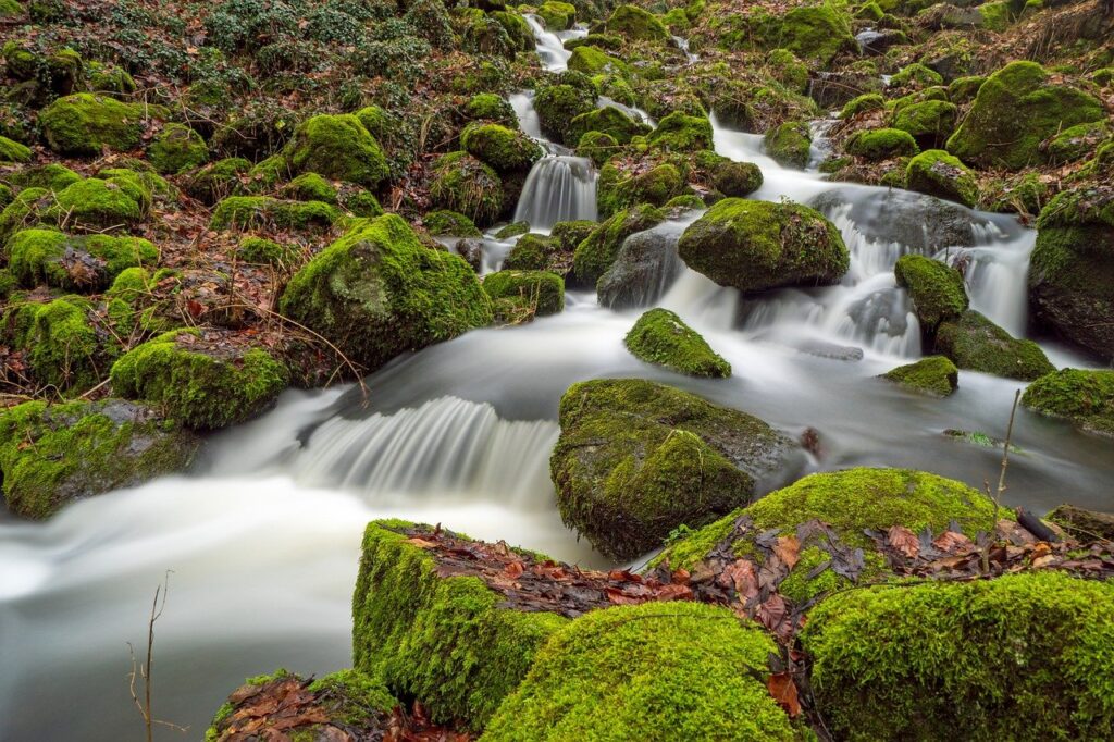 A stream with moss-covered rocks flowing through a serene forest.