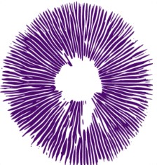 Close-up view of a purple mushroom spore print on white paper.