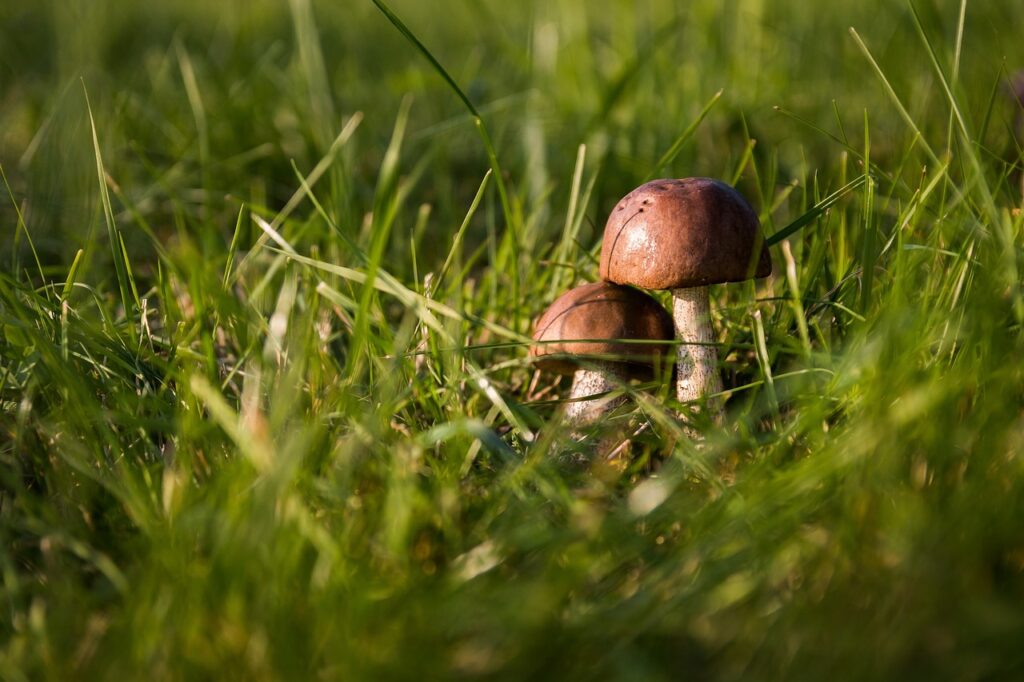 Close-up view of two mushrooms emerging from green grass.