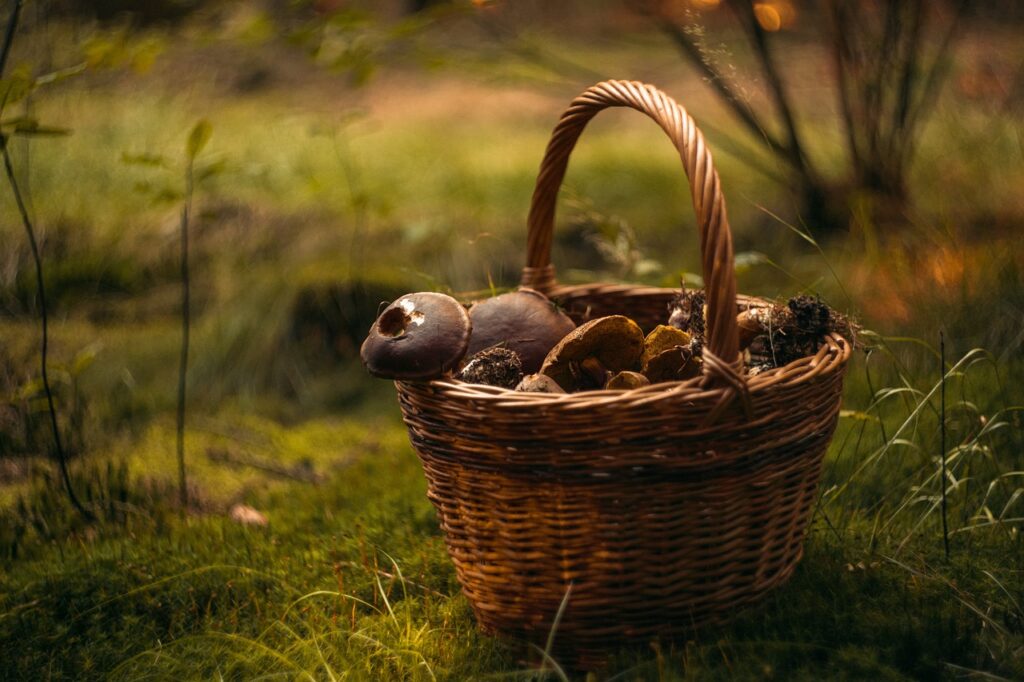 Basket filled with freshly harvested mushrooms placed in a field.