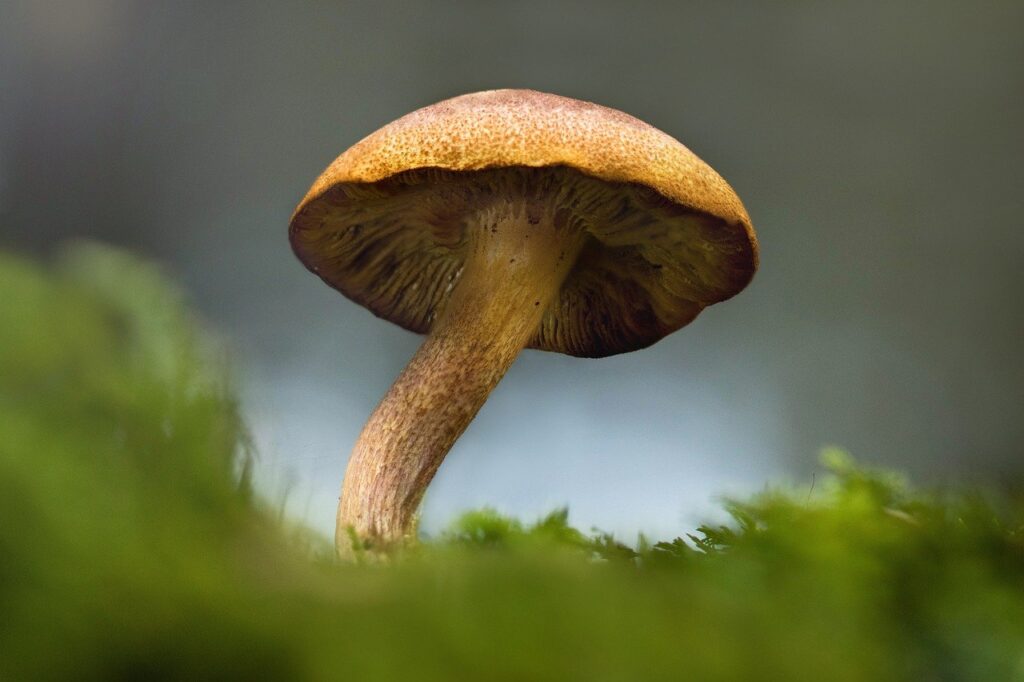 Mushroom emerging from a bed of vibrant green moss.