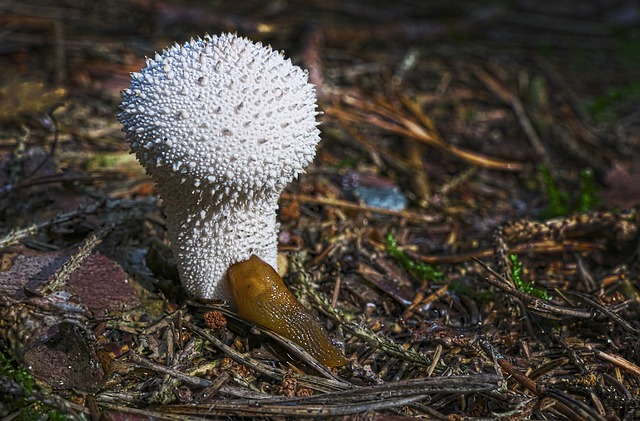 Close-up of diverse mushroom spores, showcasing a spectrum of colors and textures on the forest floor