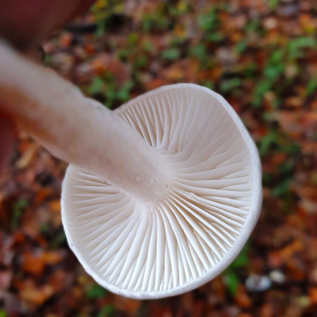 Close-up of mushroom gills, revealing the intricate structure responsible for spore production.