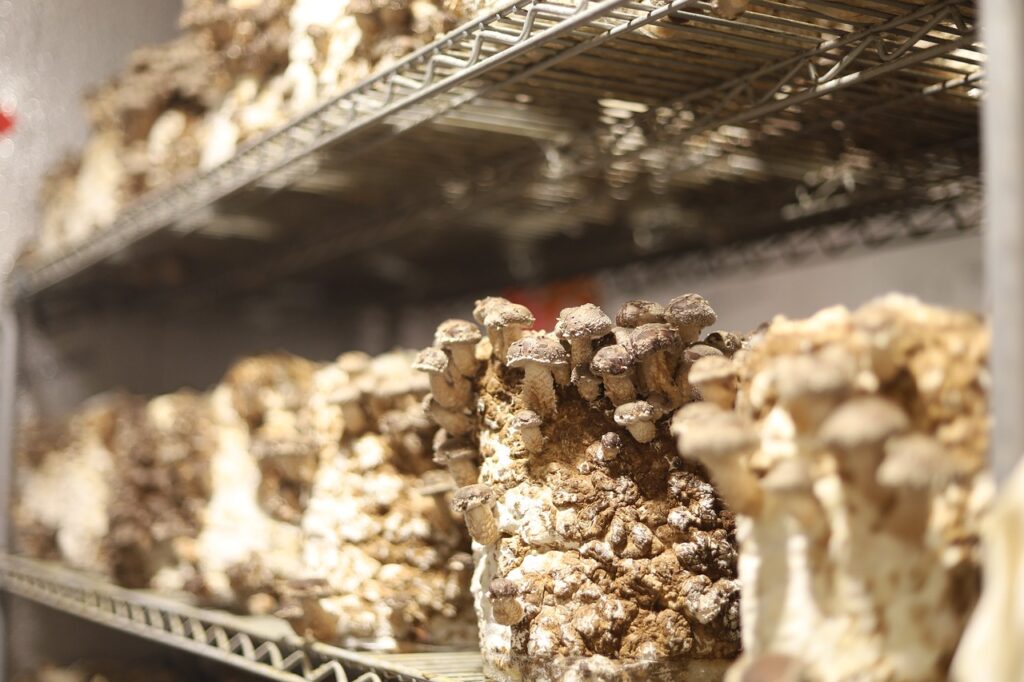 Bags filled with developing mushrooms, showing the progression of mycelium colonization.