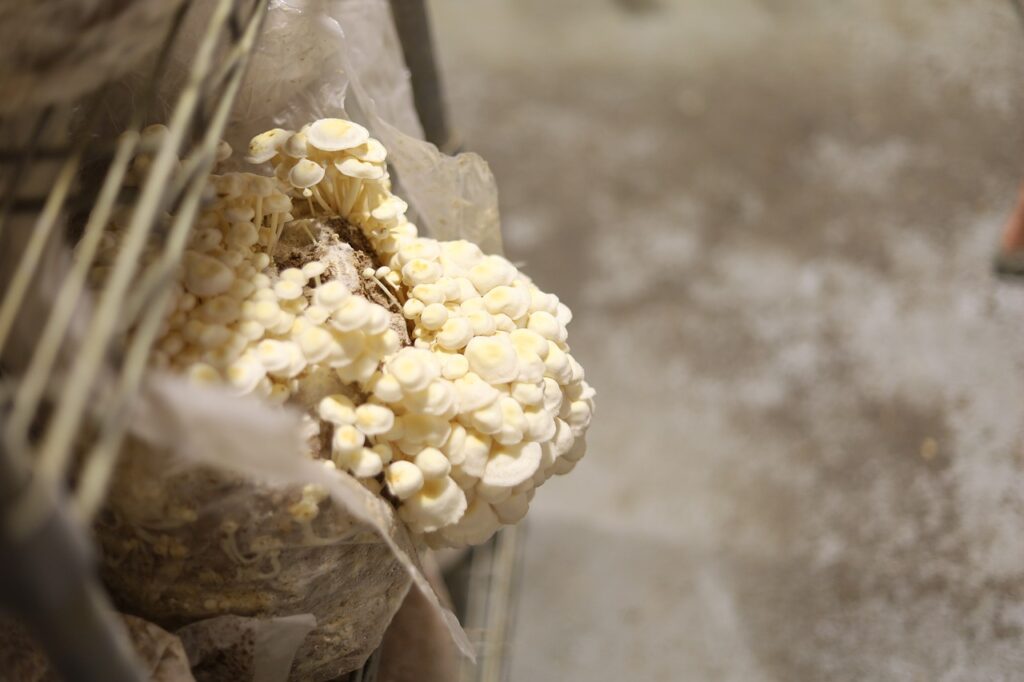 Mushrooms growing in bags, displaying the mycelium colonization process.