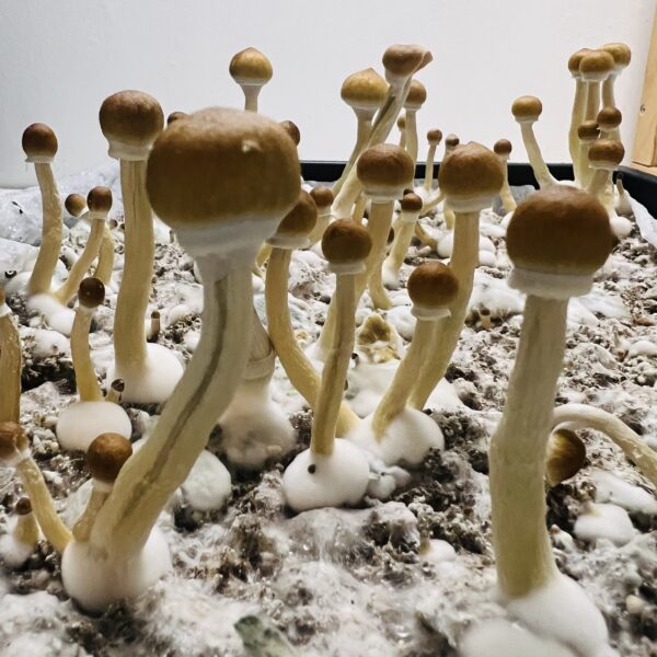 Close-up of Amazonian mushrooms showing caramel-colored caps and bluish-grey stems.