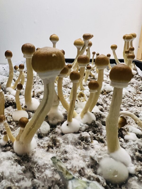 Close-up of Amazonian mushrooms showing caramel-colored caps and bluish-grey stems.