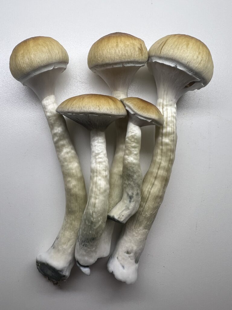 Close-up image of a Golden Teacher mushroom's fruiting body, showing its golden cap and slender stem against a white background.