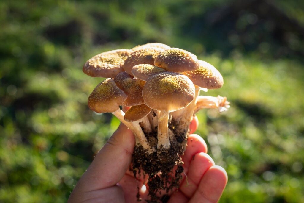 Freshly picked light brown mushrooms held in a hand.