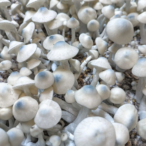 Close-up photograph showcasing the distinctive features of Riptide Mushrooms, highlighting their large size and unique coloration.