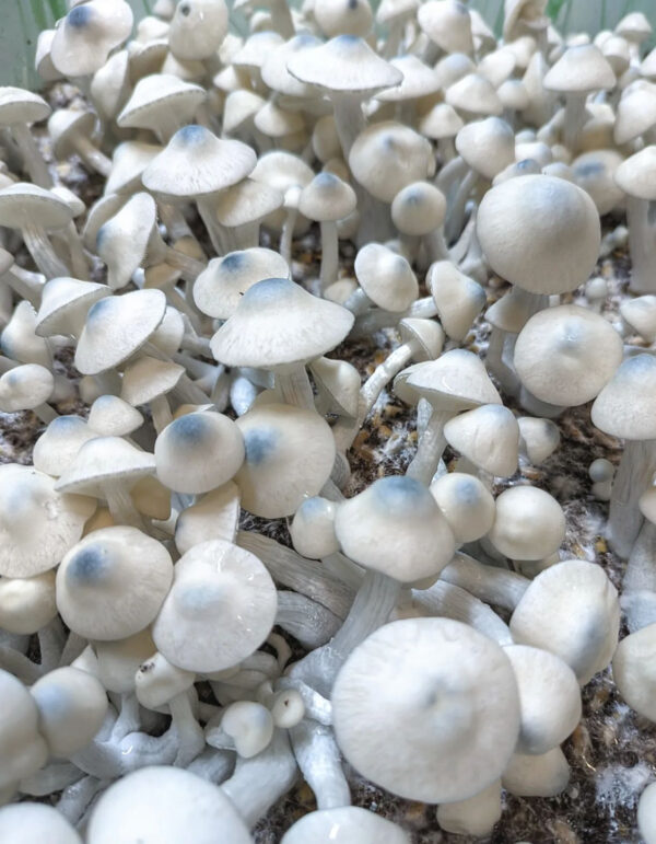 Close-up photograph showcasing the distinctive features of Riptide Mushrooms, highlighting their large size and unique coloration.